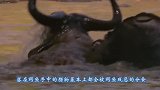 实拍鳄鱼捕猎斑马，一口咬住斑马前腿，下一秒让人不敢相信