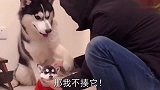 小狗不听话，主人让狗爸爸过来教育它，狗爸爸上去就是一顿狂怼
