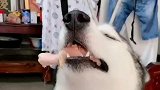 搞笑视频：真不愧是二哈，啃个鸡腿都能睡着