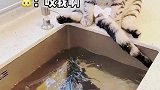 小猫钓鱼，愿者上钩