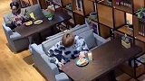 原来小狗狗也有烦恼，迎接主人和吃饭之间的重大抉择