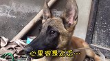 马犬大黄第一次带网恋男友回家，还给小伙面前嘚瑟，这傻狗真逗