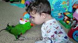 你见过鹦鹉哄孩子吗？一言一行太人性化，网友：不用请保姆了！