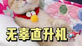 百公里油耗一颗冻干，无辜脸直升喵向您报道！