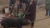 给猪做电疗，这待遇真不错
