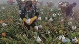 实拍菠萝采摘过程，农户手法麻利堪比收割机