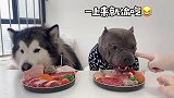 两只宝贝一起干饭还会耍小心机了