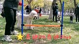泰迪：今日小聚，泰迪跳高比赛…结局出乎意料！