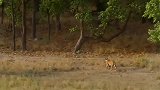孟加拉虎狩猎斑鹿
