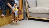 狗狗第一次穿鞋，居然倒立行走小泰迪都这么蠢萌嘛