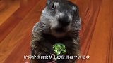 家中的土拨鼠吃西兰花,实在是太魔性了,居然看了好几十遍