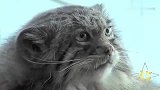 旅游-世界上最古老最凶猛的猫：500万年未进化_clip
