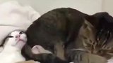 哈哈哈橘猫的境界太高了吧