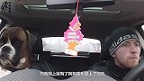 主人用车载狗狗外出，狗狗爱上了兜风，迎面吹风成面瘫！