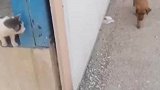 狗子转角遇到爱尖叫逃开，老鼠见了猫都不会这样