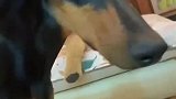 偷吃榴莲的狗子被主人当场抓包