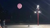 狗狗在路灯下玩顶气球游戏，这么快乐的小狗一定很幸福吧