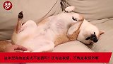 看体型真的是柴犬不是猪吗？还有这表情，不愧是表情帝啊