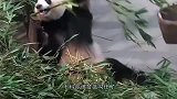 两只熊猫宝宝追逐爬树，突然啪一声树断了，场面有些尴尬