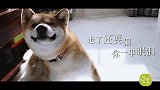 【柴犬】一只狗的内心独白：主人 我知道你很爱我 只是没时间陪