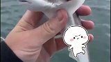 网友海钓，一不小心钓上来一个鲨鱼宝宝这个大眼睛我可太羡慕了