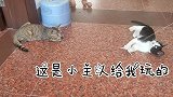 小主人终于用逗猫棒驯服了高傲的小黑，小黑你逃不掉了。