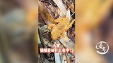 神奇的热带动物，形似枯树叶的树蛙！
