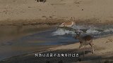 只要它一出现，所有动物都会围上去乖乖趴着，就连鳄鱼也不例外