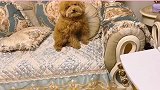 梳完毛又是小可爱拉