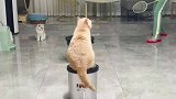 主人和猫打羽毛球操作绝了