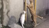 这两只猫是猫界的耻辱，竟然让老鼠逃脱了！
