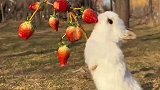 可爱的兔兔吃草莓