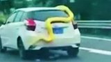 高速路现一黄金大蟒盘踞车顶，途中从车尾掉落