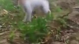 猫咪从后面跳过来吓我一跳