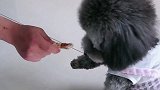 妲己别人给的东西不能吃，网友好聪明的狗狗