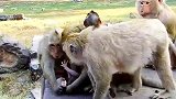 猴子皇后死了，公主依然咄咄逼人，江山易改本性难移