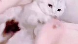 主人给猫咪剪指甲，遭到猫咪激烈反抗