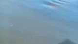 男子第一次划船就发现“海怪”，走进科学可以拍好几集！