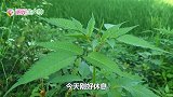 母仓鼠一夜之间生了12只小仓鼠宝宝，主人却直呼头疼