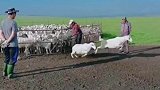 误把人影当障碍物，羊群纷纷上演跨栏