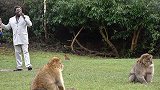 英国一家动物园邀请歌手为猕猴演唱情歌 帮助促进猴子的爱情