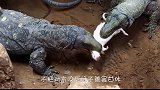 科莫多巨蜥咬小野牛，野牛妈妈只能眼睁睁看着，镜头记录全过程