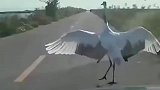 仙鹤拦路下一秒竟翩翩起舞