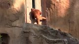 猴子红毛猩猩的美总是无法用语言来形容，节奏慢悠悠的
