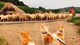 德牧：我最讨厌在工作的时候被其它狗盯着看