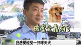 疑案告破竟全靠一条狗,警察全城搜索给它加鸡腿！