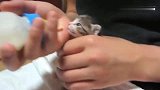 主人喂小猫咪喝奶，一松开就叫生怕主人不让它喝