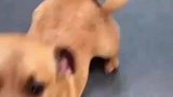 狗子模仿柯基走路，最后柯基忍无可忍，第一次看这么欠的狗