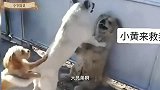 这条白狗是谁家的，太碍眼了，真搞笑