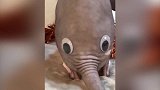 光秃秃的小猫咪，主人给它贴了一对眼睛，真像一头大象啊！
